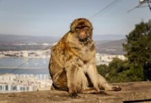 comprehensive khatri maza guide