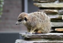 lapzoo platform comprehensive overview