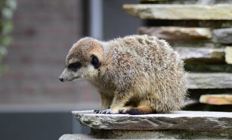 lapzoo platform comprehensive overview