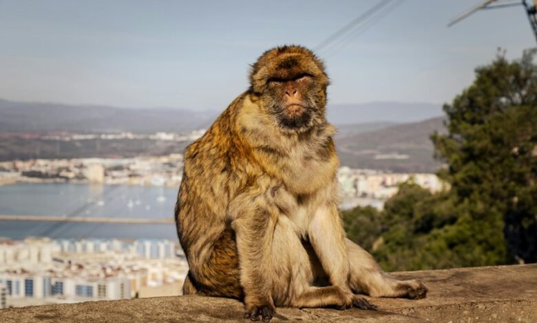 layarkaca21 movie guide overview